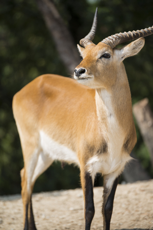 antelope in nature ready to runの写真素材