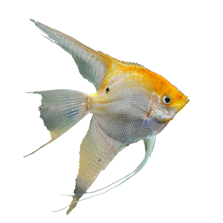 background with a portrait of the golden angel fishの写真素材