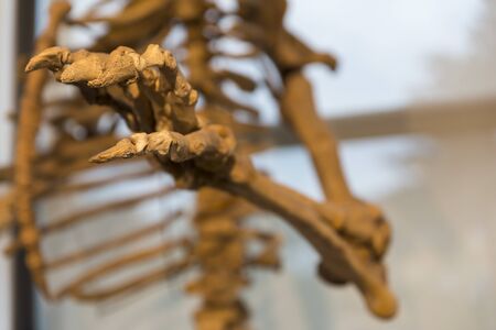 details of the skeleton of a fossil bearの写真素材