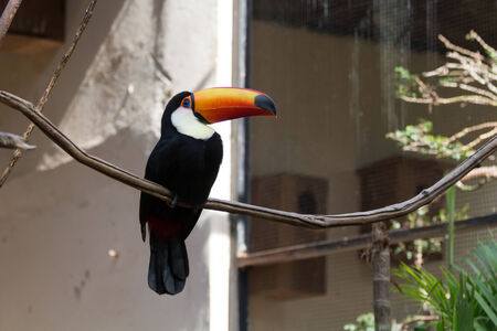 Toco Toucan with their typical huge orange bill, blue ring on its eyes and black plumage  Itatiba...