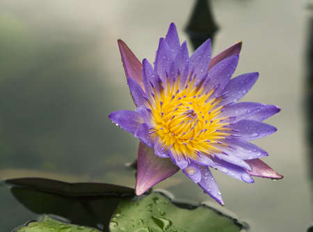 lotusの写真素材