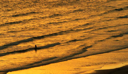 golden wavesの写真素材