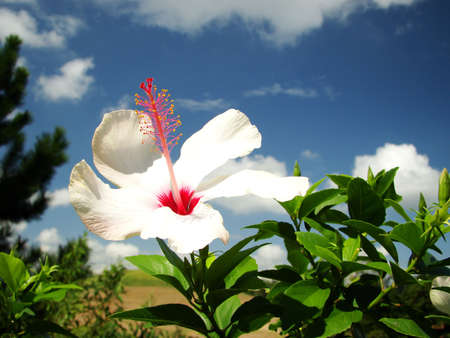 dancing flower                      の写真素材