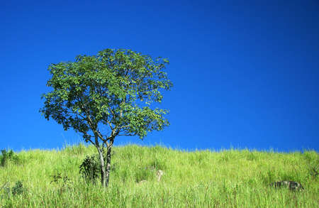 solitary tree under beautiful skyの写真素材