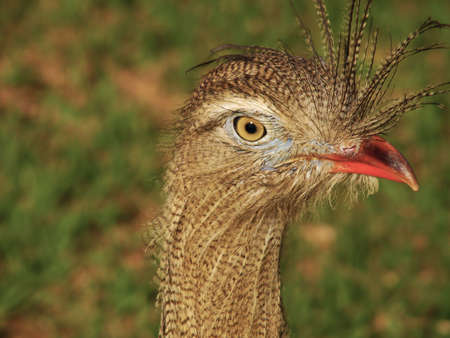 portrait of a brazilian bird "Cariama Cristata"      の写真素材