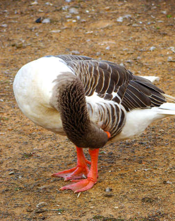 hillarious image of a goose scratching itself の写真素材