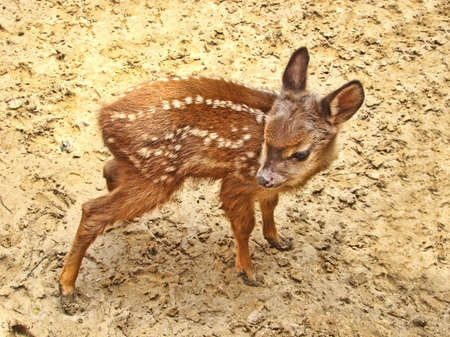 baby deerの写真素材