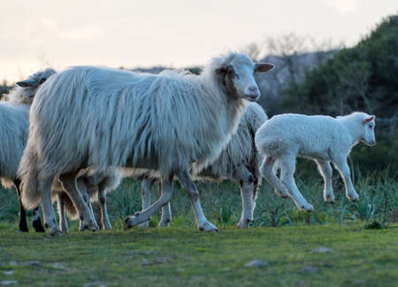 Sheepの写真素材