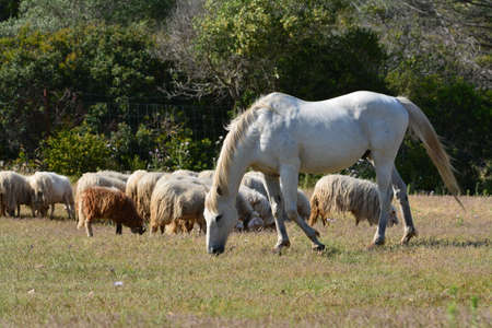Horsesの写真素材