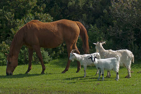 Horsesの写真素材