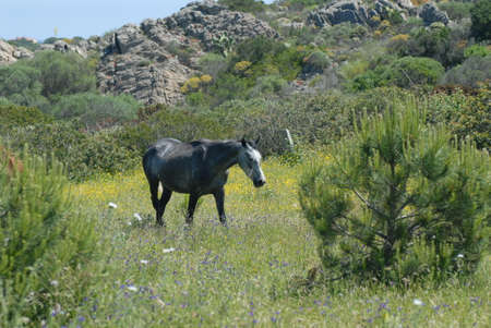 Horsesの写真素材