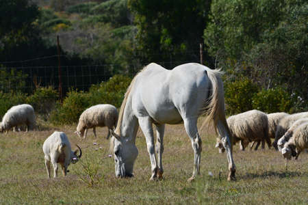 Horsesの写真素材