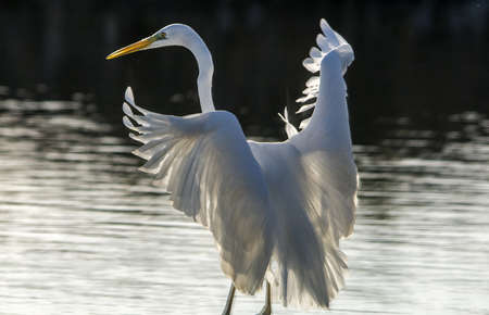 Great white heronの写真素材