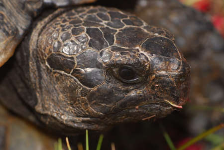 Tortoise, Testudo marginataの写真素材