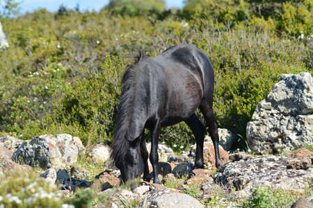 The Giara horse (acheta, akkÃ¨tta, cuaddeddu in Sardinian language) is an endemic breed of Sardinia, confined to the Giara di Gesturi plateauの写真素材