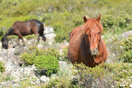 The Giara horse (acheta, akkÃ¨tta, cuaddeddu in Sardinian language) is an endemic breed of Sardinia, confined to the Giara di Gesturi plateauの写真素材