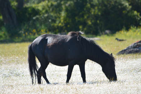 The Giara horse (acheta, akkÃ¨tta, cuaddeddu in Sardinian language) is an endemic breed of Sardinia, confined to the Giara di Gesturi plateauの写真素材