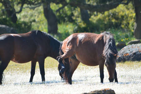 The Giara horse (acheta, akkÃ¨tta, cuaddeddu in Sardinian language) is an endemic breed of Sardinia, confined to the Giara di Gesturi plateauの写真素材
