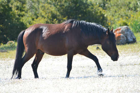 The Giara horse (acheta, akkÃ¨tta, cuaddeddu in Sardinian language) is an endemic breed of Sardinia, confined to the Giara di Gesturi plateauの写真素材