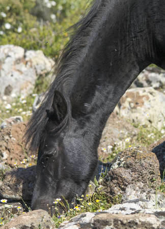 The Giara horse (acheta, akkÃ¨tta, cuaddeddu in Sardinian language) is an endemic breed of Sardinia, confined to the Giara di Gesturi plateauの写真素材