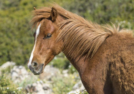 The Giara horse (acheta, akkÃ¨tta, cuaddeddu in Sardinian language) is an endemic breed of Sardinia, confined to the Giara di Gesturi plateauの写真素材