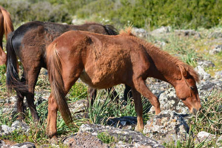 The Giara horse (acheta, akkÃ¨tta, cuaddeddu in Sardinian language) is an endemic breed of Sardinia, confined to the Giara di Gesturi plateauの写真素材