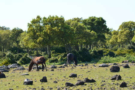 The Giara horse (acheta, akkÃ¨tta, cuaddeddu in Sardinian language) is an endemic breed of Sardinia, confined to the Giara di Gesturi plateauの写真素材