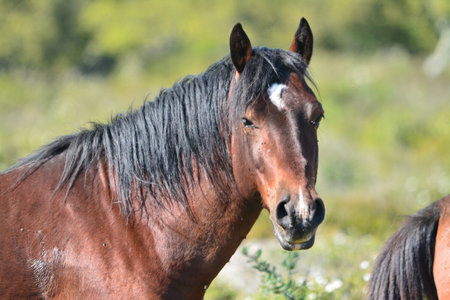The Giara horse (acheta, akkÃ¨tta, cuaddeddu in Sardinian language) is an endemic breed of Sardinia, confined to the Giara di Gesturi plateauの写真素材