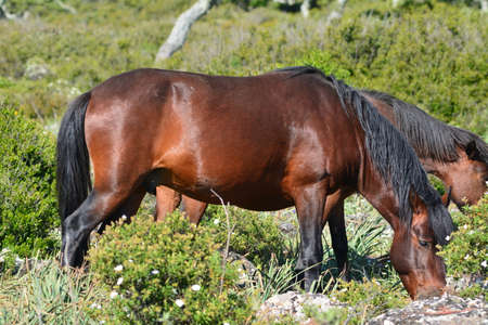 The Giara horse (acheta, akkÃ¨tta, cuaddeddu in Sardinian language) is an endemic breed of Sardinia, confined to the Giara di Gesturi plateauの写真素材