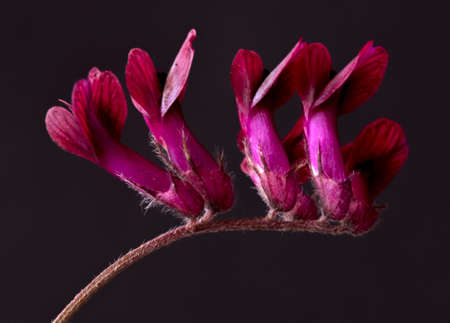 Flower with black backgroundの写真素材