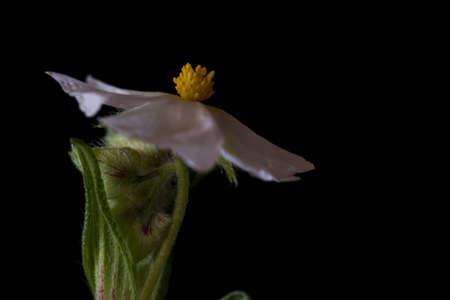 Flower with black backgroundの写真素材