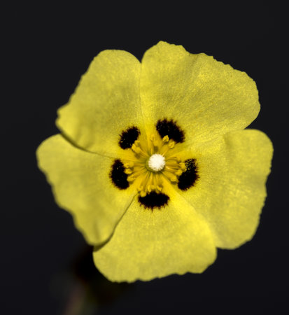 Flower with black backgroundの写真素材