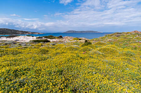 Spring flowers in Sardinia