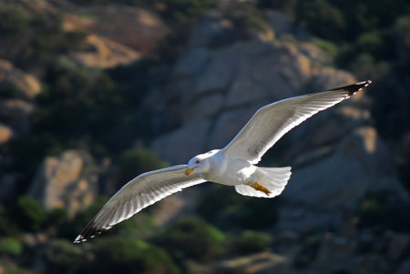 yellow-legged herring gull (Mediterranean herring gull) (Larus michahellis Naumann, 1840)の写真素材