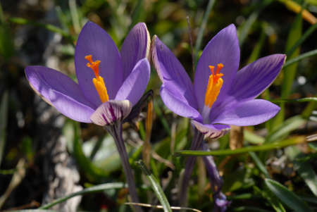 Purple Flowersの写真素材