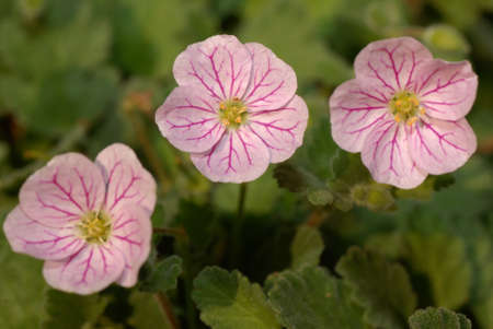 Flowersの写真素材