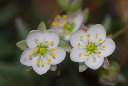 White Flowersの写真素材