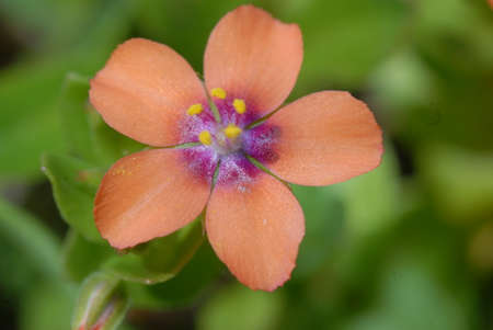 the flowers of the meadowの写真素材