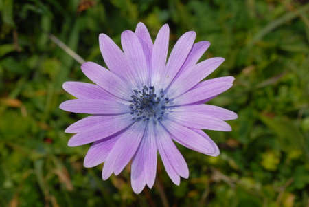 Anemone fior stellaの写真素材