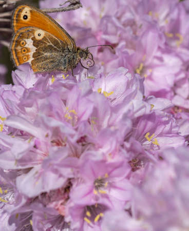 Pungens armory with butterflyの写真素材