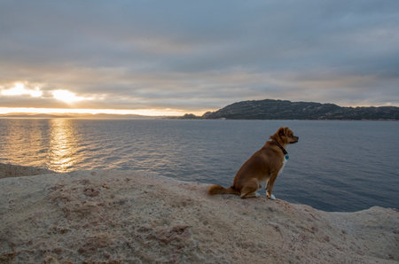 Dog sitting on the edge of a cliff at sunsetの写真素材