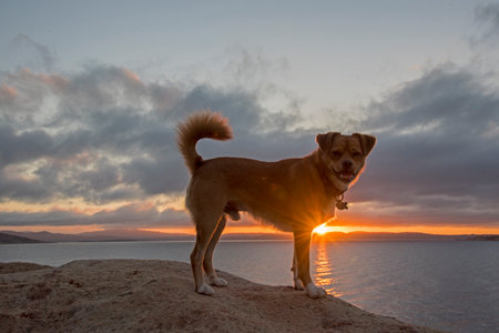 Cute dog standing on the edge of a cliff and watching the sunsetの写真素材