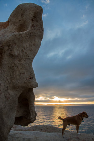 Dog on top of rock at sunset, Balaklava, Crimeaの写真素材