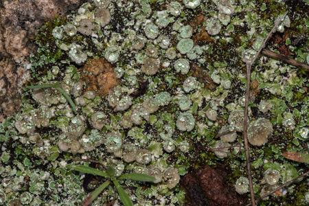 Moss on the ground in the forest. Close-up.の写真素材