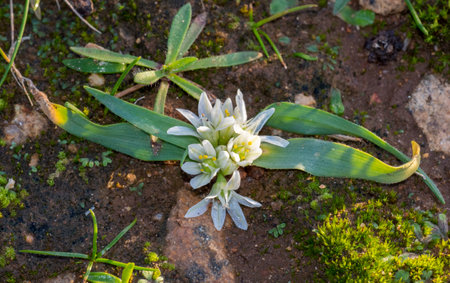 White flower blooming on the ground in springtime.の写真素材