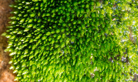 Green moss on the rock in the rainforest. Close up.の写真素材