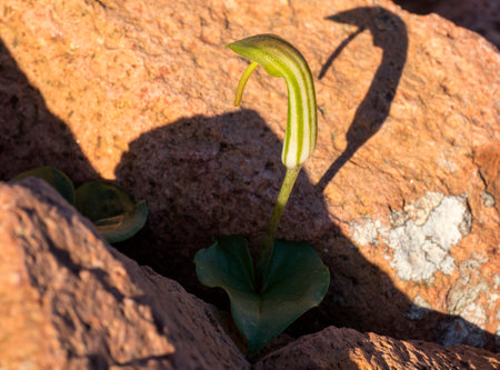 Close up of a green sprout growing from a red rock.の写真素材