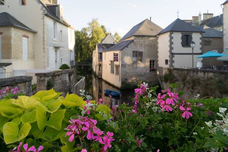 Geranium flowers on the Bayeux canalの写真素材