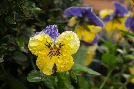 Winter violet covered with iced dewの写真素材