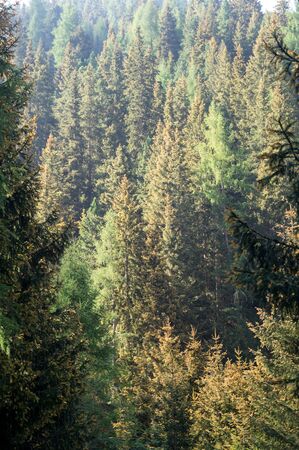 View on alpine forest in summer
